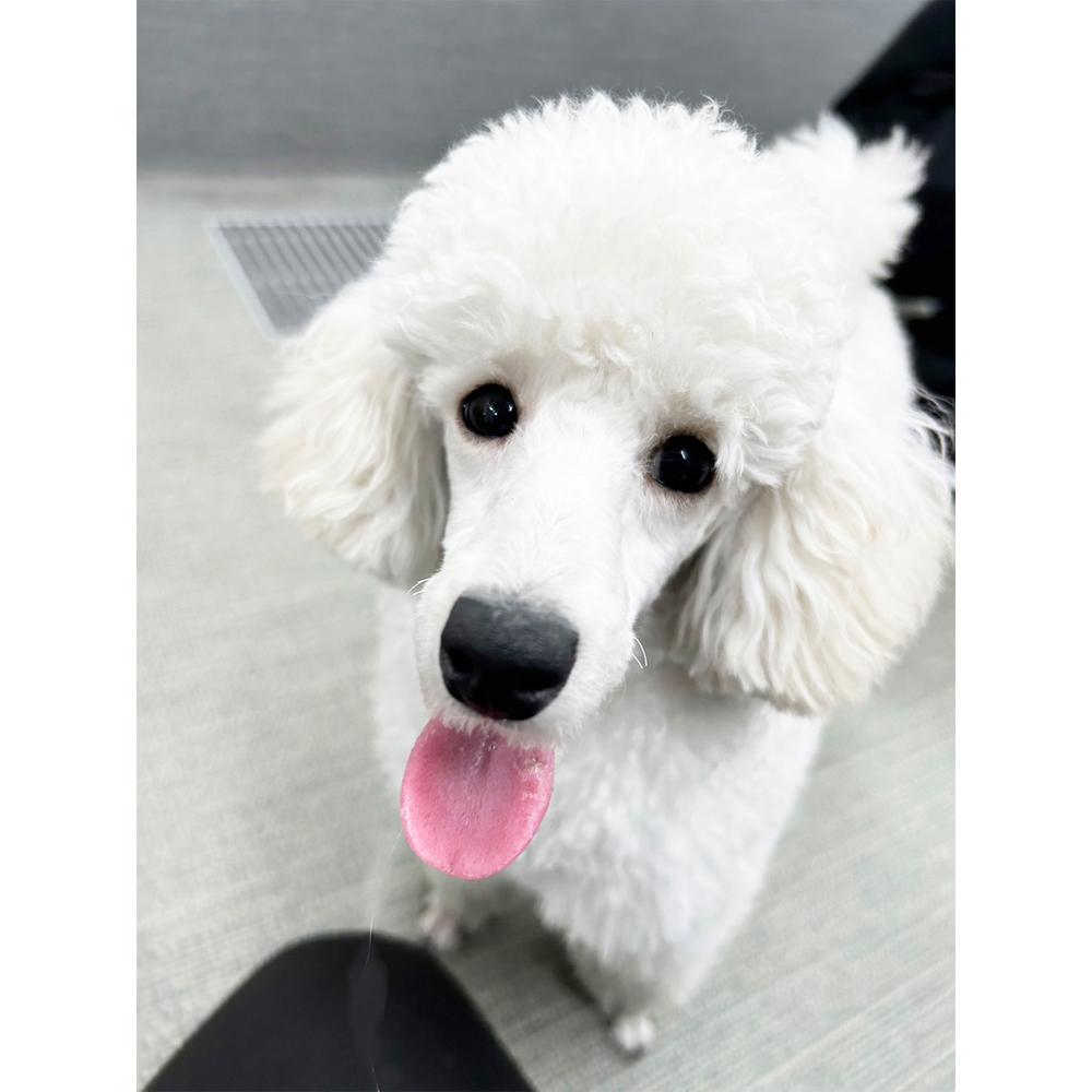 生徒が撮影したモデル犬の写真♪②